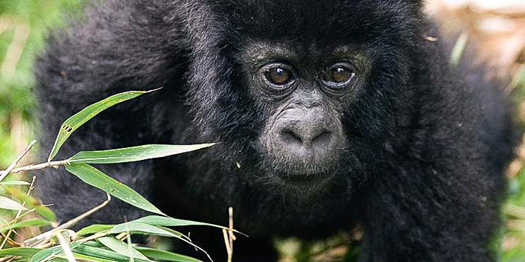 4-Day Rwanda Gorilla Trekking & Golden Monkey