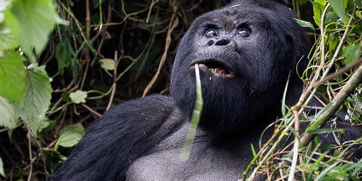 4-Day Bwindi Impenetrable NP, L Bunyonyi & Volcanoes NP