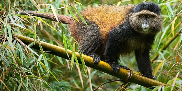 4-Day Rwanda-Uganda Primates and Lake Bunyonyi Safari
