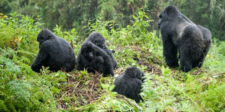 10-Day Best of Rwanda-Uganda Safari