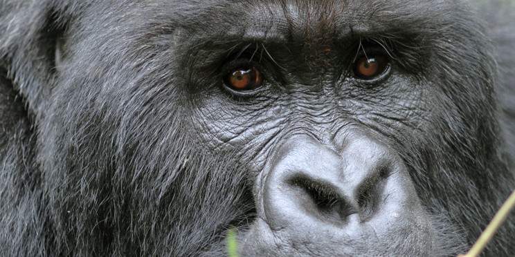 3-Day Gorilla Trekking and Akagera Safari-Boat Cruise