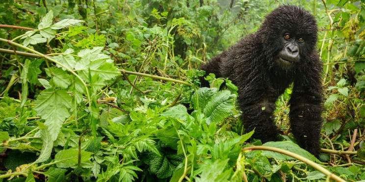 3-Day Rwanda City Tour & Mountain Gorilla Experience