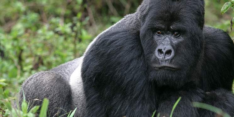 4-Day Rwanda Gorillas & Golden Monkeys Trekking Tour