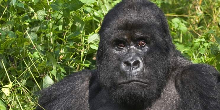 4-Day Rwanda & Uganda Budget Tour