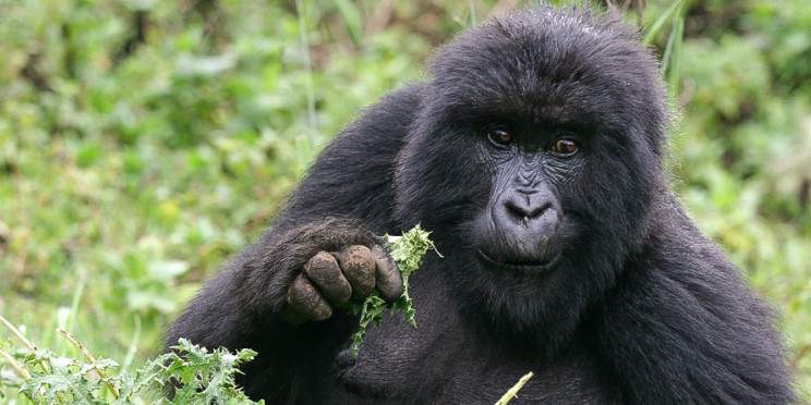 4-Day Rwanda Gorilla & Golden Monkey Treks | City Tour