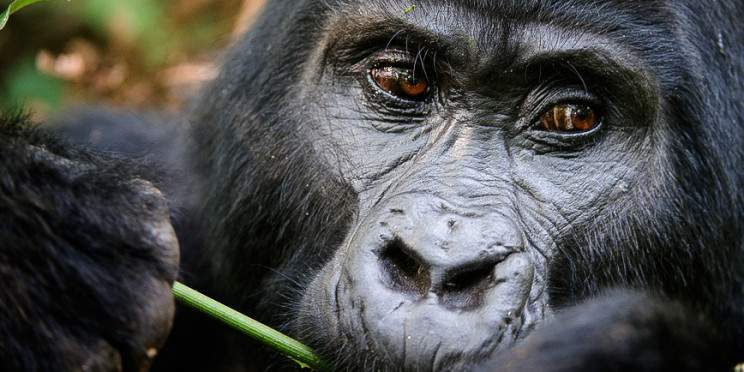 1-Day Rwanda Gorilla Trekking Tour from Kigali