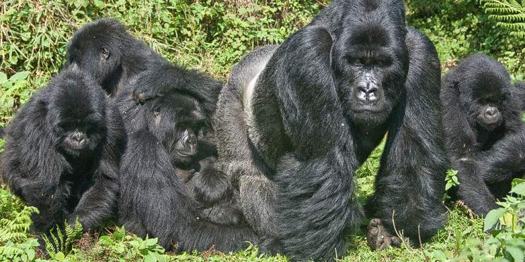 4-Day Rwanda Uganda Golden Monkey &Gorilla Tracking Trip