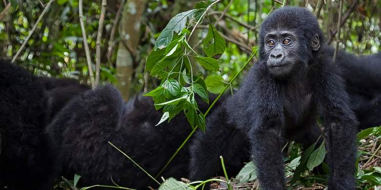 6-Day Rwanda and Uganda Safari Experience Tour Package