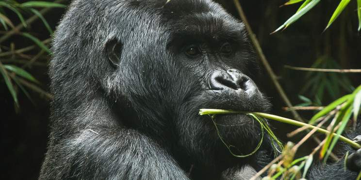 7-Day Rwanda Affordable Wildlife & Primate Expedition