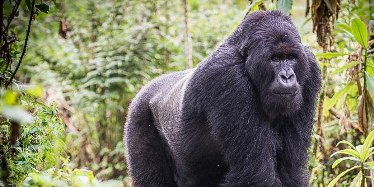 3-Day Rwanda Gorilla Trekking Safari