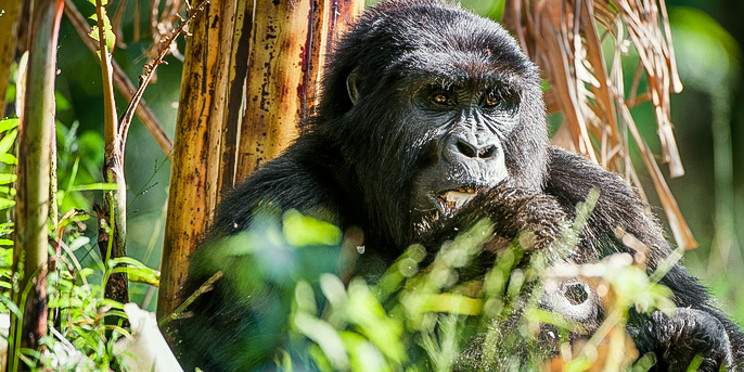 4-Day Gorilla and Golden Monkey Trek