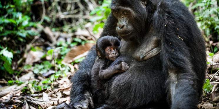 8-Day Rwanda Primate & Wildlife Safari Journey Wild
