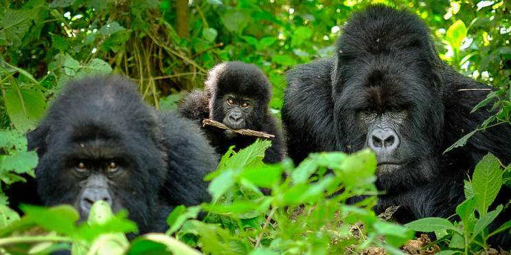 3-Day Rwanda Gorilla & Akagera Wildlife Safari