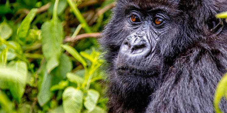 1-Day Mountain Gorilla Trek in Rwanda