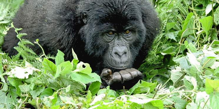 3-Day Gorilla Trek in Bwindi and L Bunyonyi Holiday Tour