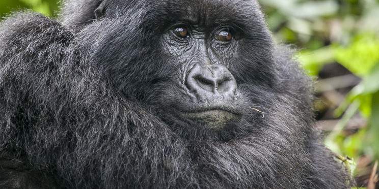 7-Day Rwanda Mountain Gorilla Adventure & Primate Safari