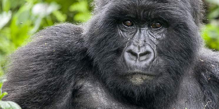 1-Day Rwanda Gorilla Trekking Adventure