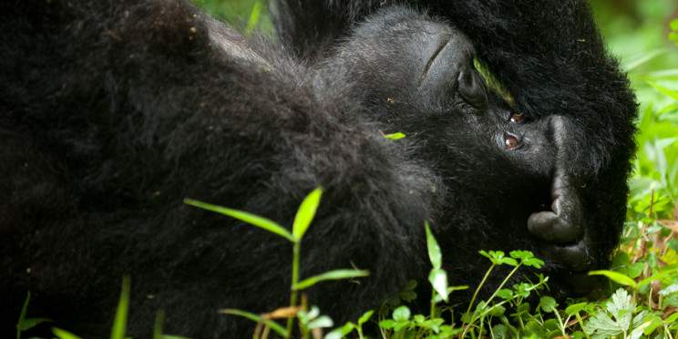 3-Day Uganda Gorilla & Wildlife Safari via Rwanda