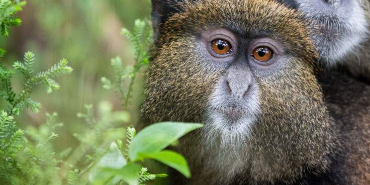 5-Day Rwanda Gorillas and Golden Monkey Trekking Safari