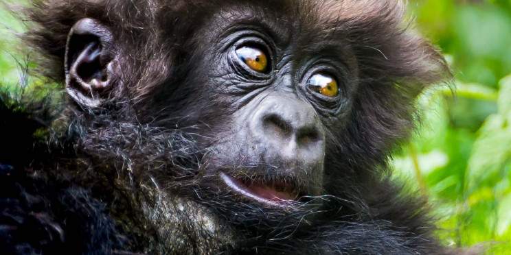 3-Day Rwanda Gorillas & Golden Monkey Trekking Volcanoes