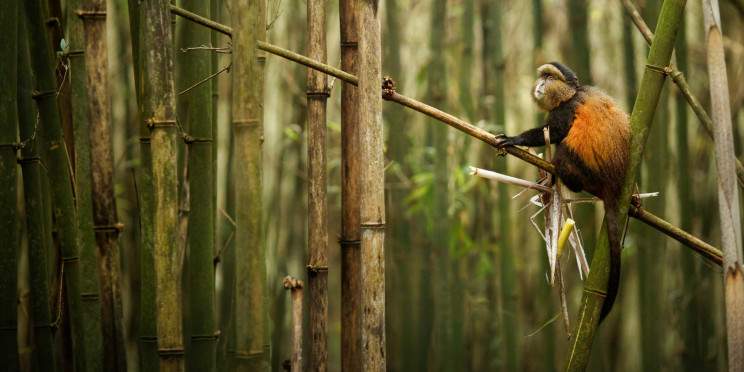 4-Day Bisoke Hike and Rwanda Golden Monkey Trek