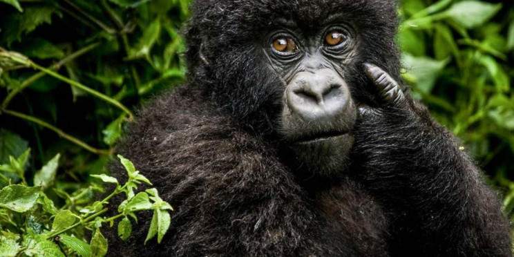 14-Day Best of Uganda & Rwanda Primates, Wildlife Journey