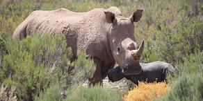 4-Day Kruger & Sabi Sand Rustic Safari Camp