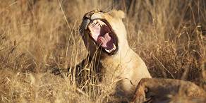 5-Day Kruger Safari Package Bush and Lions