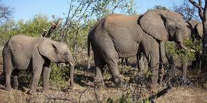 6-Day Kruger Package Bush and Elephants
