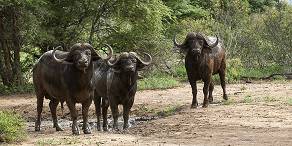 3-Day Mid Range Big-5 Private Game Reserve Experience