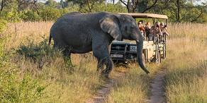 3-Day Greater Kruger Safari Short & Sweet