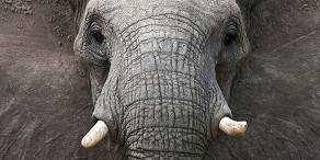 5-Day Tremisana/Treehouse Kruger Park Safari