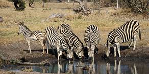 4-Day Kruger Safari & Private Game Reserve Highlight