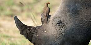 7-Day Kruger Safari Experience Bush and Buffalos