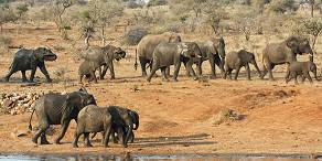 6-Day Tremisana/Treehouse Kruger Park Safari