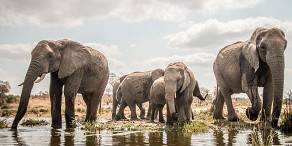 5-Day Kruger & Panorama Safari