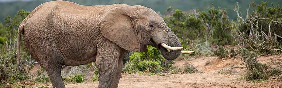 5-Day Budget Garden Route & Addo Group Tour