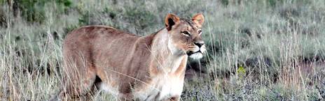 4-Day Eastern Cape Safari with Amakhala Woodbury Lodge