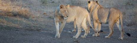 5-Day Kruger National Park Bush and Zebra Safari
