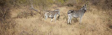 5-Day Kruger National Park Bush and Zebra Safari