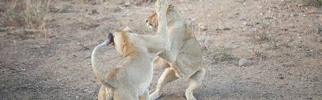 3-Day Kruger - Nyala Safari Lodge