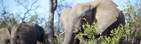 3-Day Kruger Hop Big 5 Tented Bushcamp Safari