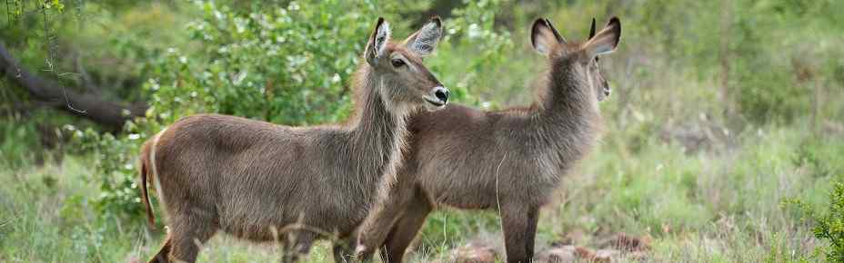 2-Day Kruger Glamping Budget Safari