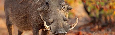 3-Day Budget Kruger Glamping Safari in Kruger Park
