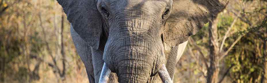 3-Day Dumela Camping Budget Safari Fly-in from Cape Town