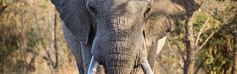 5-Day Luxury Ivory Moon Lodge Safari in the Kruger