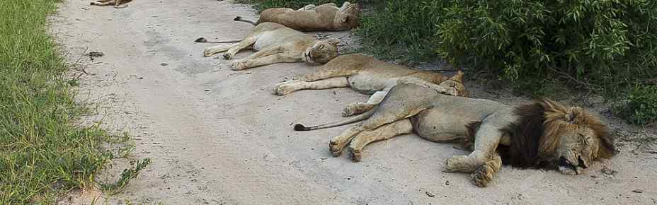 5-Day Kruger & Panorama Safari