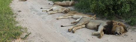 4-Day Affordable Dumela Kruger Safari