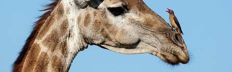 4-Day Greenfire Lodge Safari