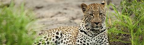 4-Day Kruger Safari & Private Game Reserve Highlight